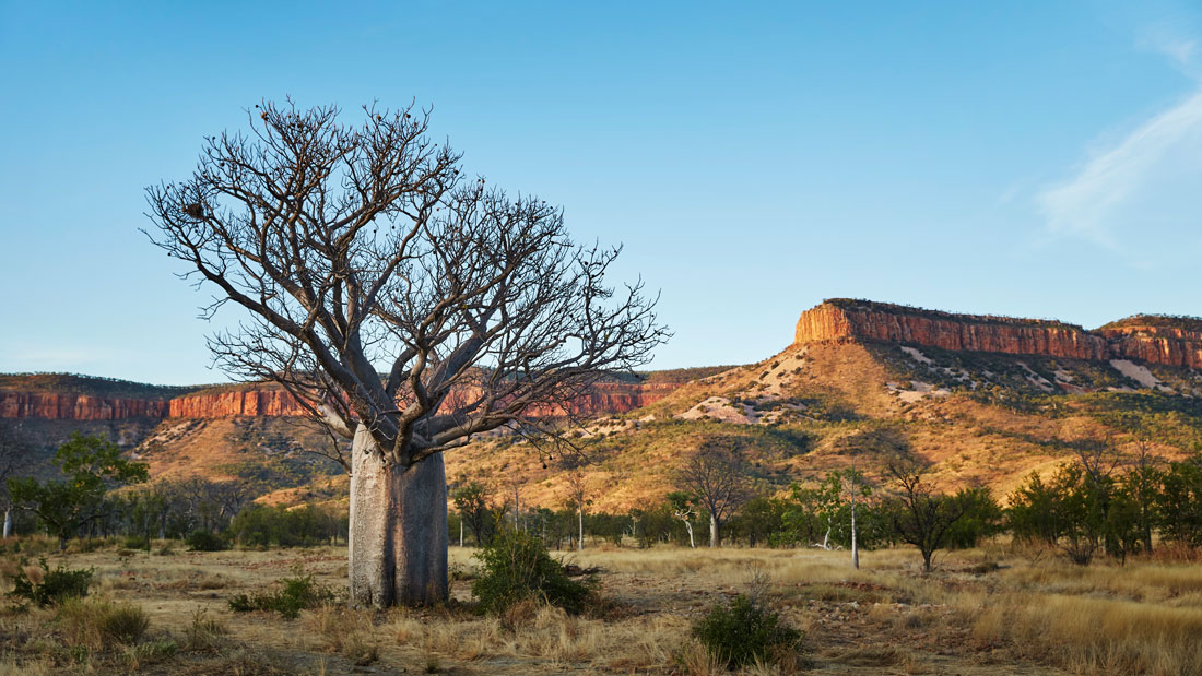 View of the Cockburn Range, Gibb River Road, with a boab tree in the foreground.
